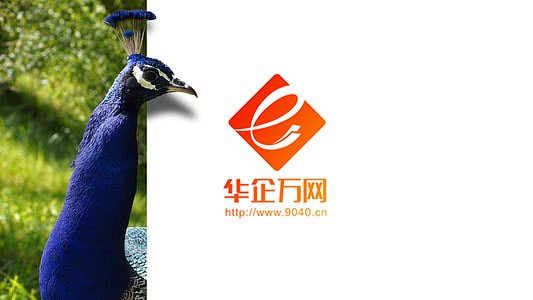 短视频包年推广——抢占搜索广告位，不按点击收费